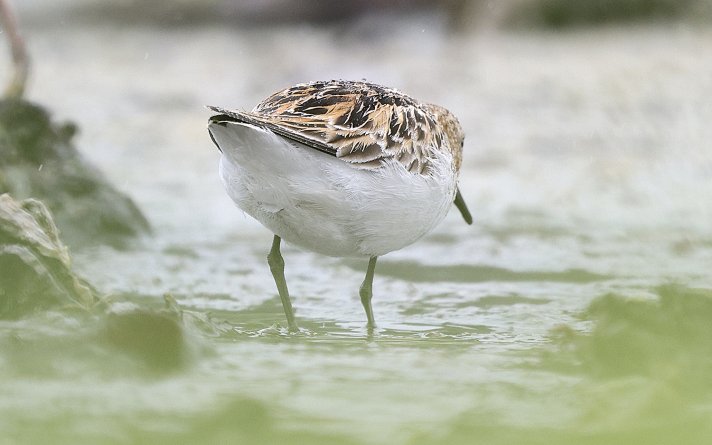 1-poeng Vår Fuglefauna 3-2024