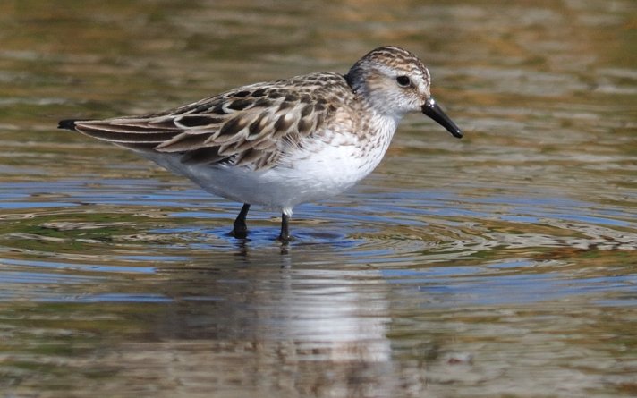 Sandsnipe