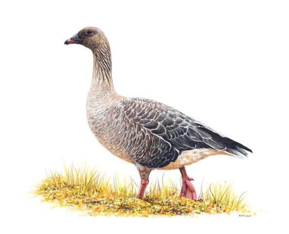 Kortnebbgås - Pink footed goose (Anser brachyrhynchus)