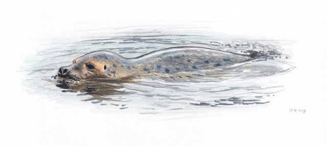Svømmende steinkobbe - swimming Harp seal (Pagophilus groenlandicus)