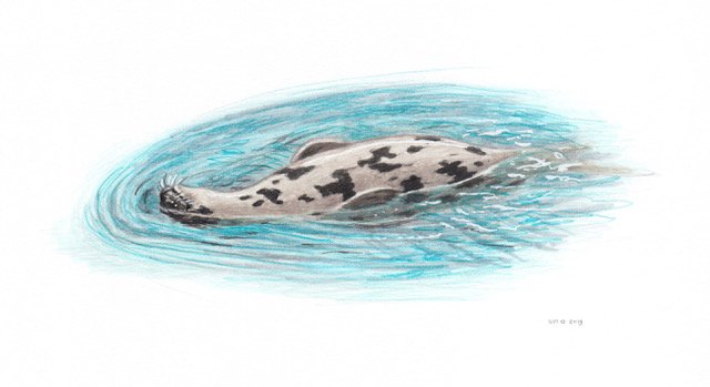 Grønlandssel - Harp seal (Pagophilus groenlandicus)