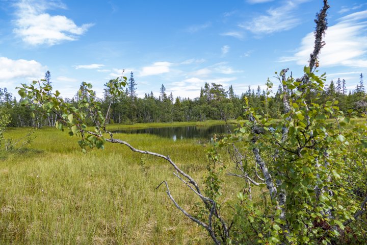 Merraflåputten