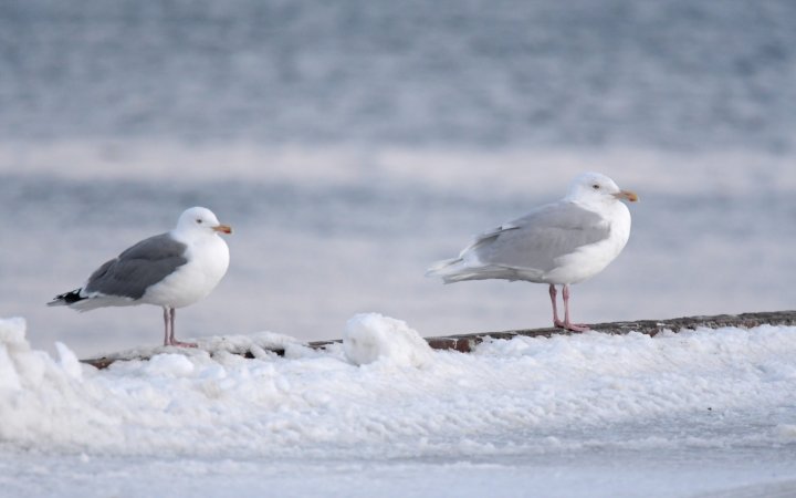 Polarmåke