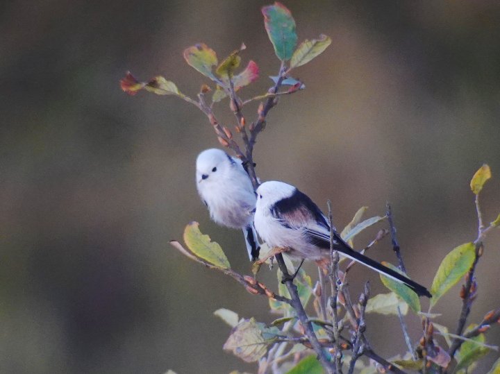 Stjertmeiser på Fiskumvannet