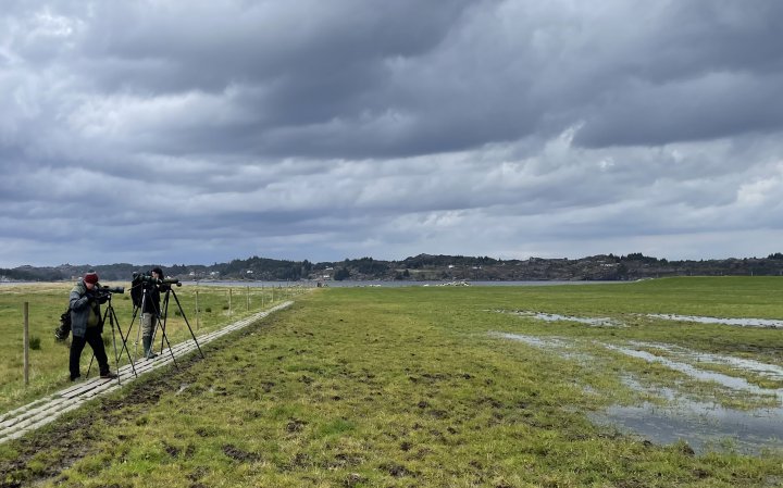 Fuglekikkere på Herdla