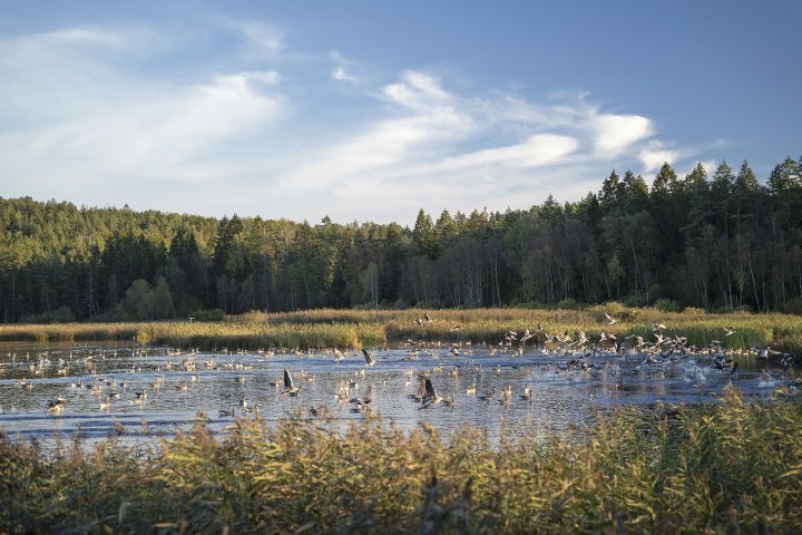 Gjennestadvannet