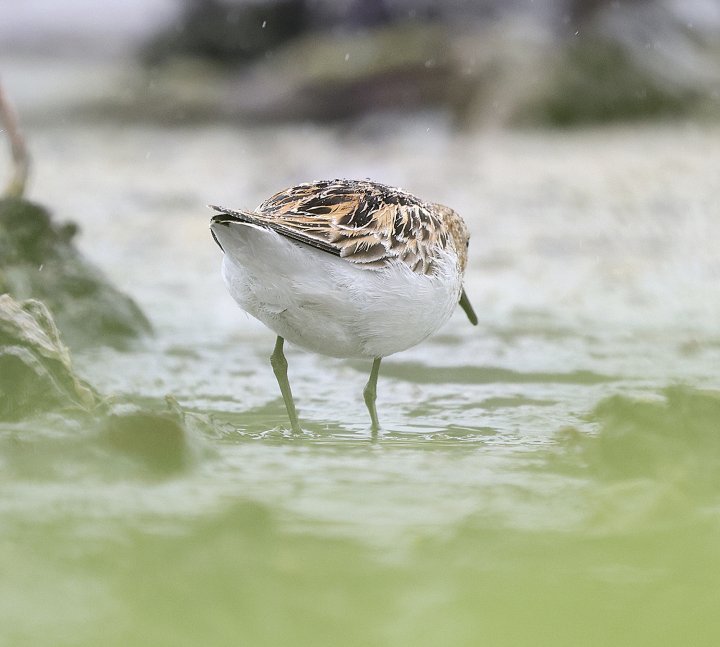 1-poeng Vår Fuglefauna 3-2024