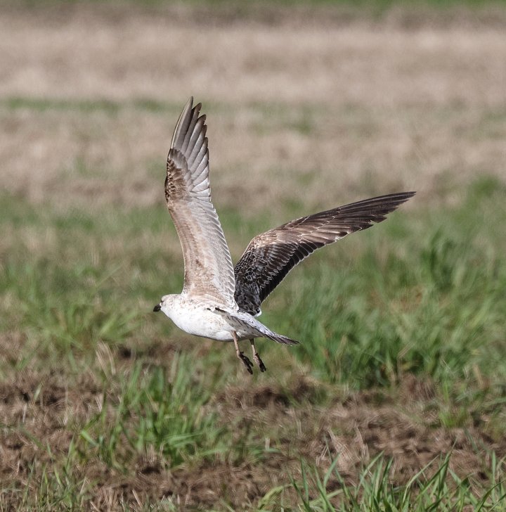 3 poeng Vår Fuglefauna 3-2024