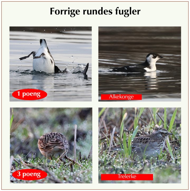 Fasitbilder Fotonøtta Vår Fuglefauna 3-2024