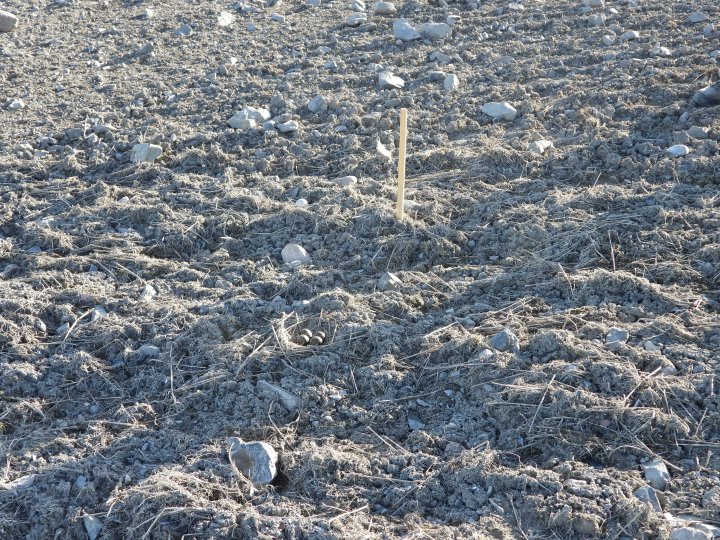 Merking av vipereir på Søndre Holm