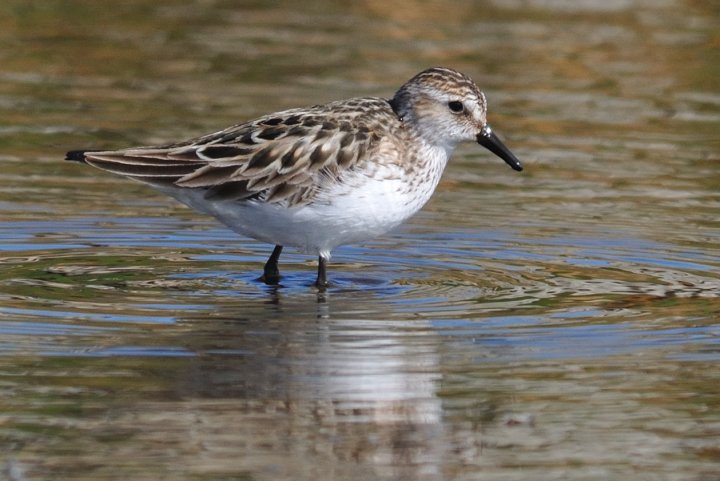 Sandsnipe