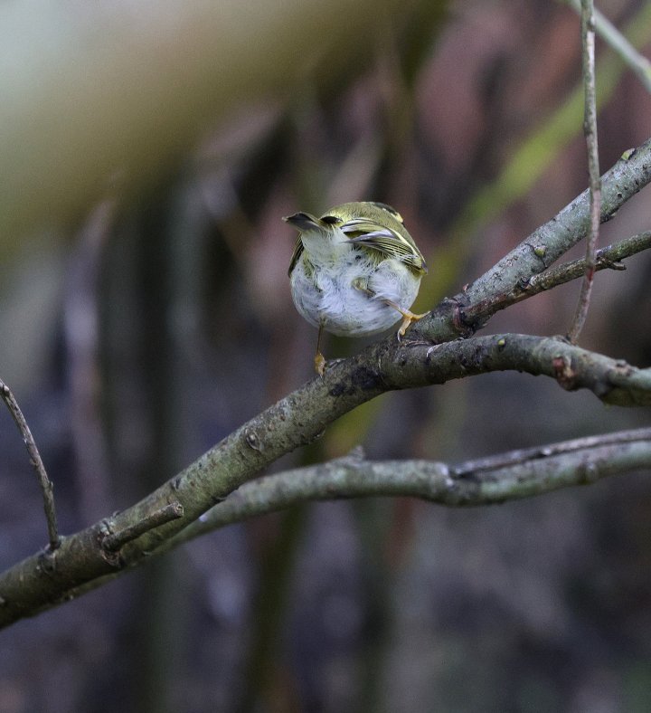 1-poeng Vår Fuglefauna 4-2024