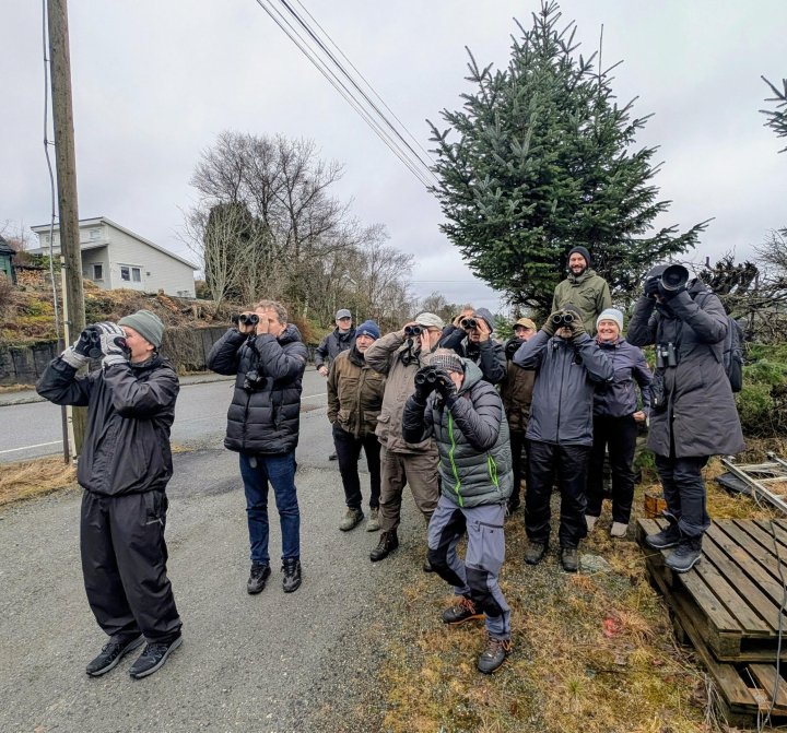 Med tyrkerduer i sikte