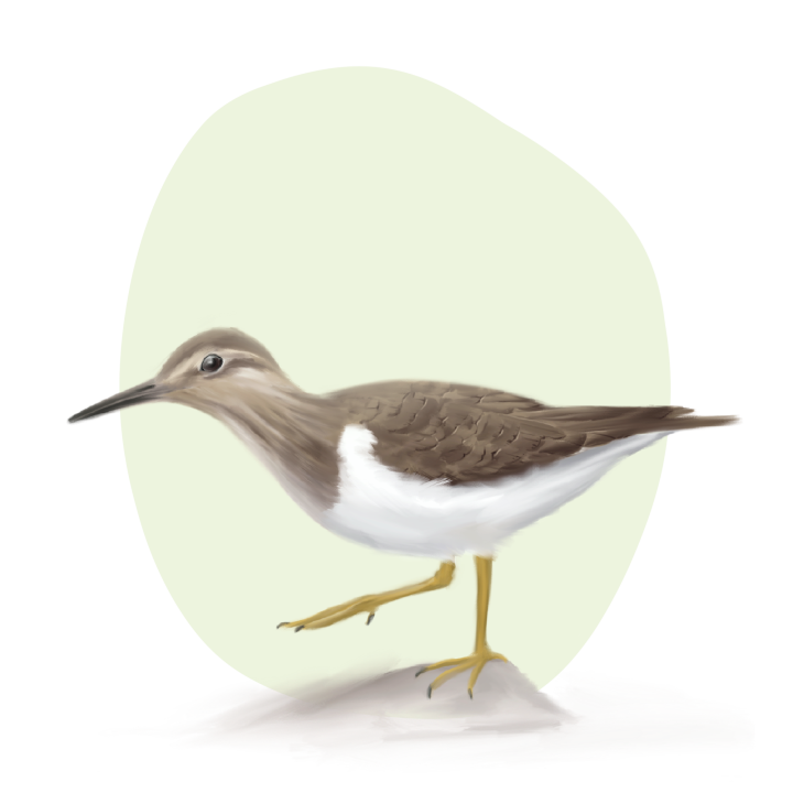 Strandsnipe